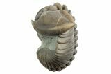 Partially Enrolled Flexicalymene Trilobite - Mt Orab, Ohio #329754-2